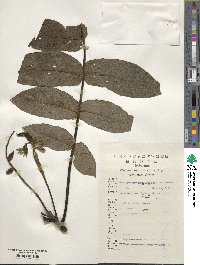 Juglans mandshurica image