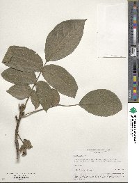 Juglans regia image