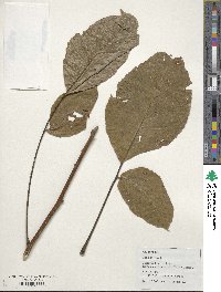 Juglans regia image