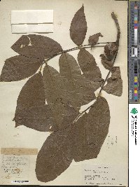 Juglans regia image