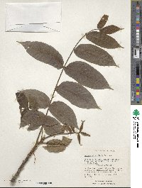 Juglans ailantifolia image