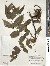 Juglans ailantifolia image