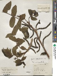 Juglans ailantifolia image