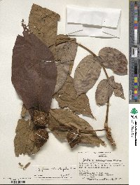 Juglans ailantifolia image