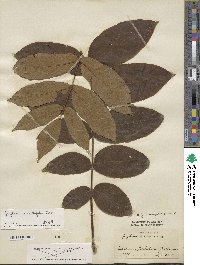 Juglans ailantifolia image