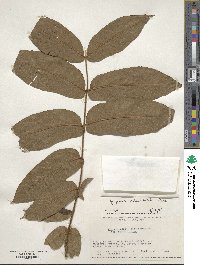 Juglans ailantifolia image