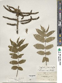 Juglans ailantifolia image