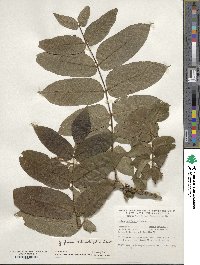 Juglans ailantifolia image