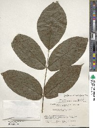 Juglans ailantifolia image