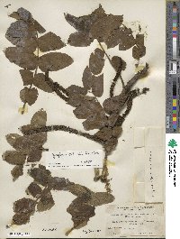 Juglans ailantifolia image