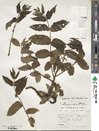 Juglans ailantifolia image