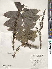 Juglans mandshurica image