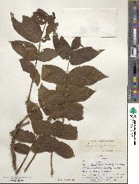 Juglans mandshurica image