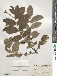 Juglans mandshurica image