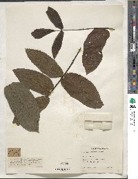 Juglans mandshurica image