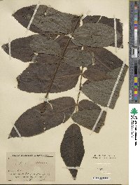 Juglans mandshurica image