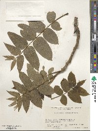 Juglans mandshurica image