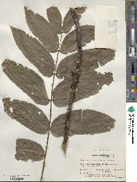 Juglans mandshurica image