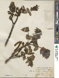 Juglans mandshurica image