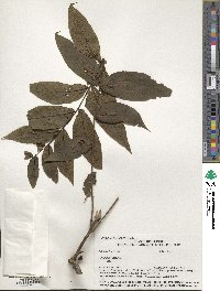 Juglans nigra image