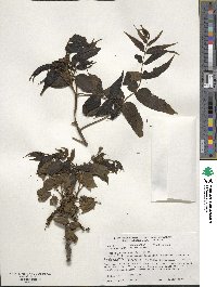 Juglans nigra image