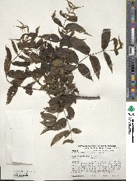 Juglans nigra image