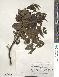 Juglans nigra image