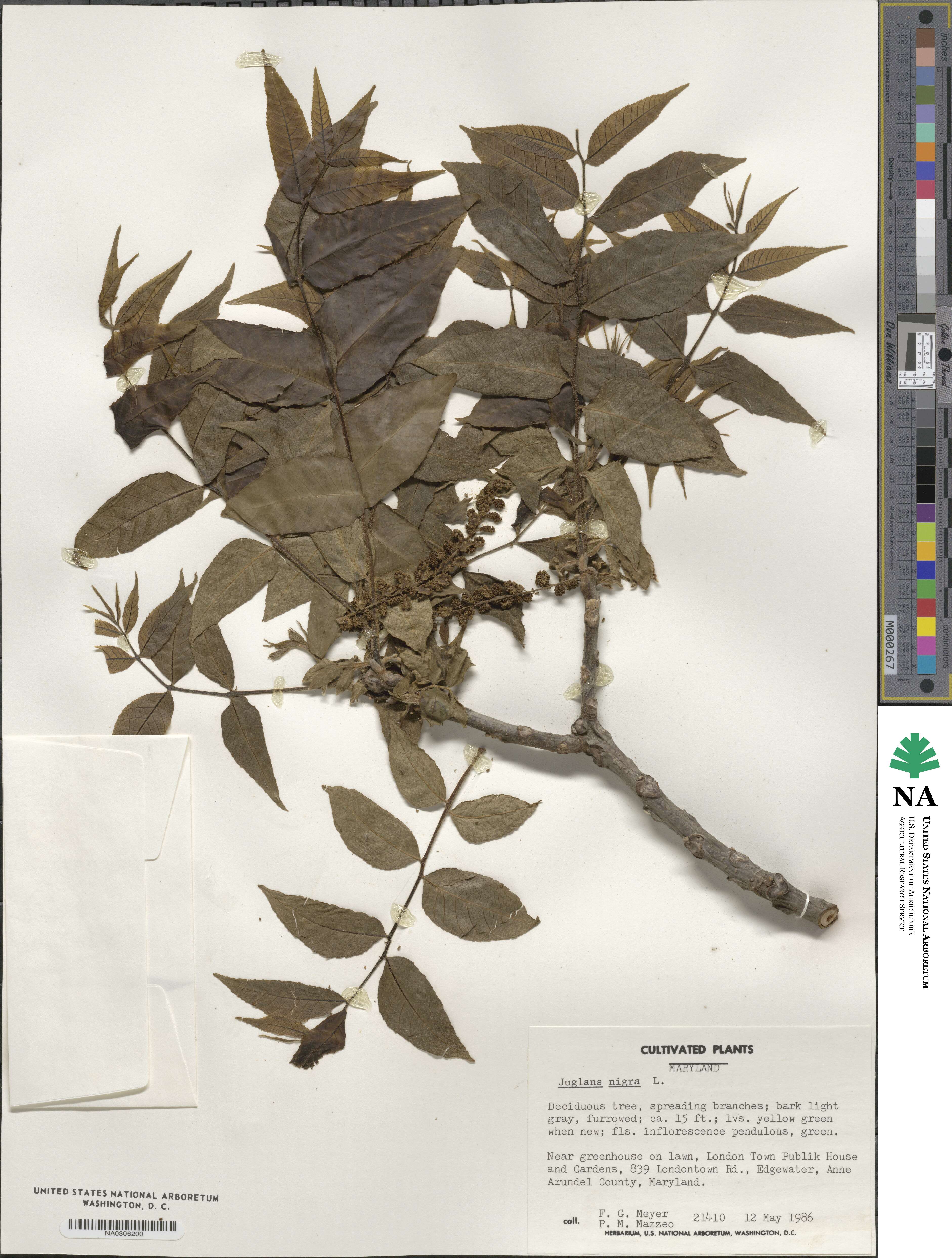 Juglans image