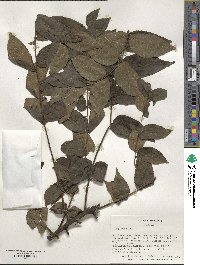 Juglans nigra image