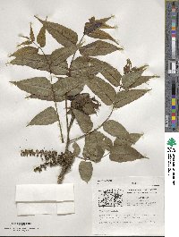 Juglans nigra image