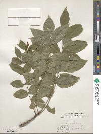 Juglans nigra image