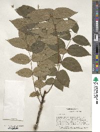 Juglans nigra image