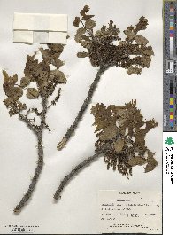 Juglans nigra image