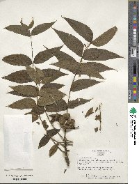 Juglans nigra image