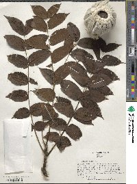 Juglans nigra image