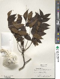 Juglans nigra image