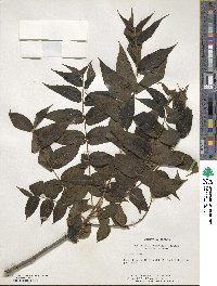 Juglans nigra image