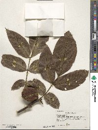 Juglans regia image