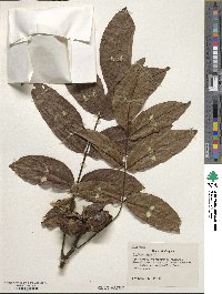 Juglans regia image