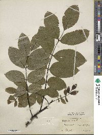 Juglans regia image