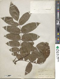 Juglans regia image