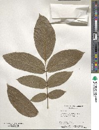 Juglans regia image