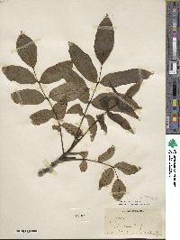 Juglans regia image