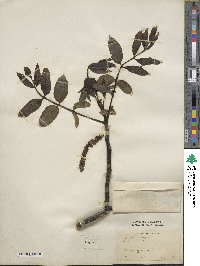 Juglans regia image