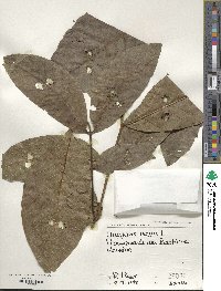 Juglans regia image