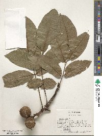 Juglans regia image