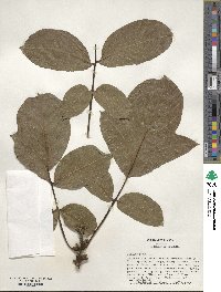 Juglans regia image