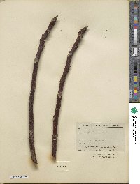 Juglans regia image