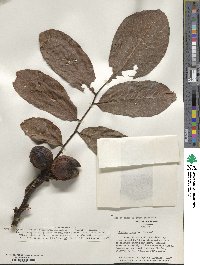 Juglans regia image