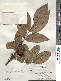 Juglans regia image